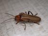 Cantharis livida